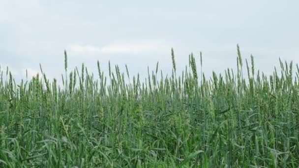 Uši Zeleně Rostoucí Pšenice Kymácejí Větru Pozadí Bouřlivých Šedých Mraků — Stock video