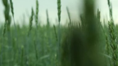 Buğday tarlasında, arka planda gri bulutlara karşı sallanan buğday başakları arasında yürü.