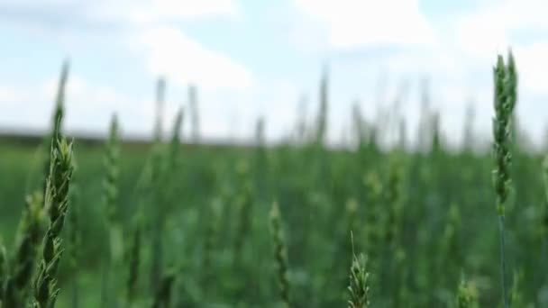 Вуха Зеленої Пшениці Хитаються Вітром Тлі Штормових Сірих Хмар — стокове відео