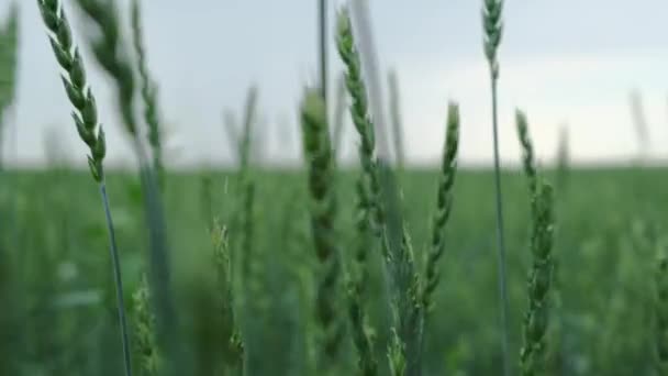 Spaziergang Durch Weizenfeld Zwischen Wehenden Ähren Weizen Vor Grauem Hintergrund — Stockvideo