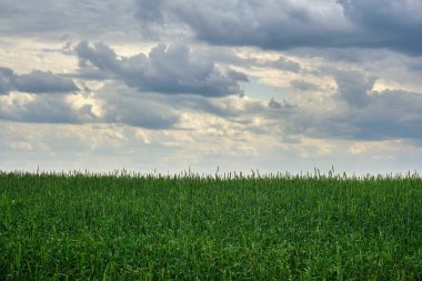 Gri fırtına bulutlarının arka planında büyüyen buğday tarlası
