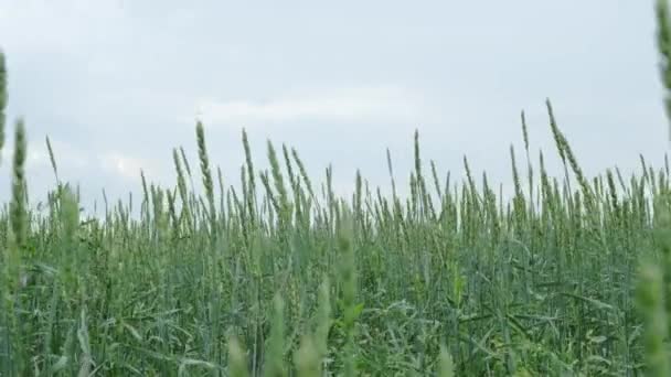 翠绿的麦穗在暴风雨的白云的映衬下摇曳着 — 图库视频影像