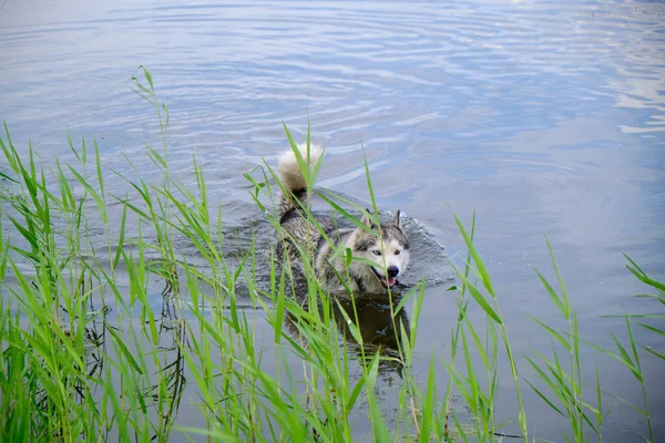 Husky Dog Swimming Lake — Stock Photo, Image