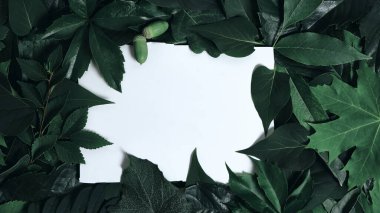 Yaratıcılık şablonu, yeşil yaprakların arka planı ve ortasında beyaz kare olan telif alanı