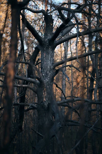 Árvore Queimada Queimada Após Incêndio Florestal Incêndios Florestais Após Uma — Fotografia de Stock