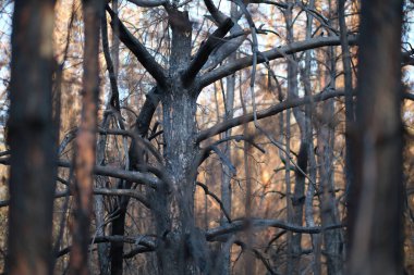 Orman yangınından sonra yanmış ağaçlar, anormal bir sıcak dalgası, kundaklama ve çevresel bir felaket sonrasında orman yangınları.