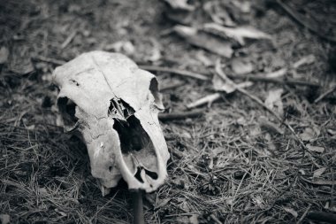 Ormandaki ölü bir hayvanın siyah beyaz kafatası. Ürkütücü Cadılar Bayramı aletleri