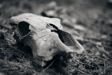 Ormandaki ölü bir hayvanın siyah beyaz kafatası. Ürkütücü Cadılar Bayramı aletleri