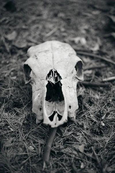 Imagen Blanco Negro Del Cráneo Una Mascota Muerta Bosque Espeluznante —  Fotos de Stock