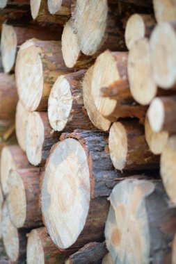 Çam ormanlarının testere kütükleri, yuvarlak keresteler, odunculuk.