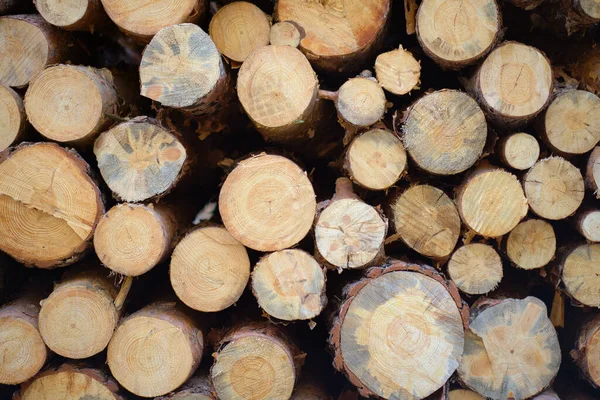 Sawn Log Hutan Pinus Kayu Bulat Penebangan — Stok Foto