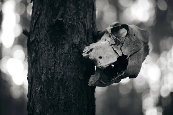 Pferdeschädel hängt an einem Wald.Gruselige Szenerie für Horrorfilm oder Halloween. — Stockfoto