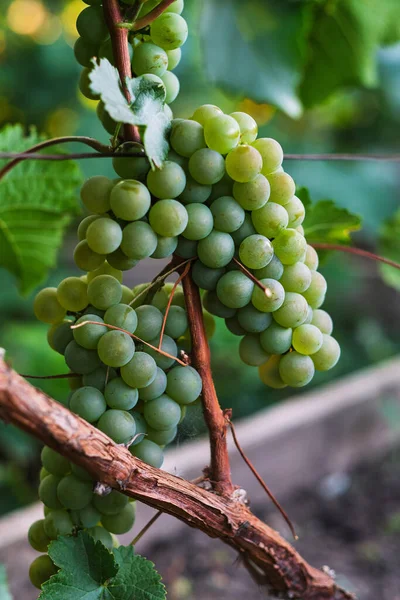 Bando Uvas Maduras Pende Uma Videira — Fotografia de Stock