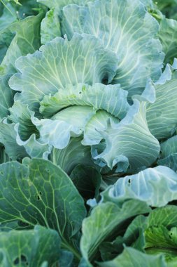 Bahçede yeşil yapraklı lahana başı, sebze ve tarım