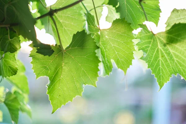 Hängande Bladverk Vinranka Ljus Solig Dag — Stockfoto