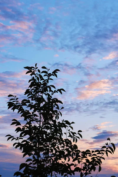Силуэт Дерева Фоне Красивого Неба Облаков Закате — стоковое фото