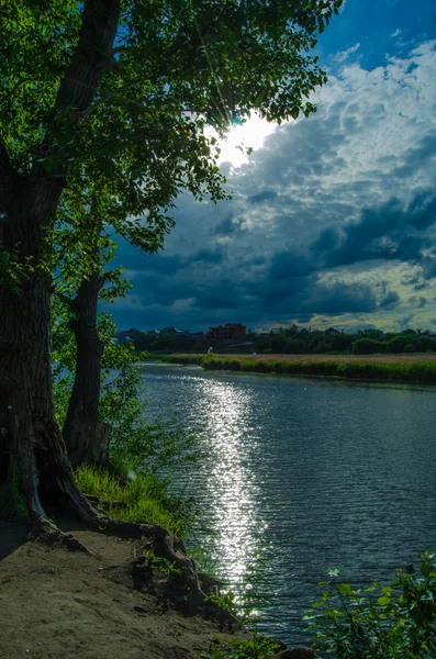 Árbol en la orilla del río —  Fotos de Stock