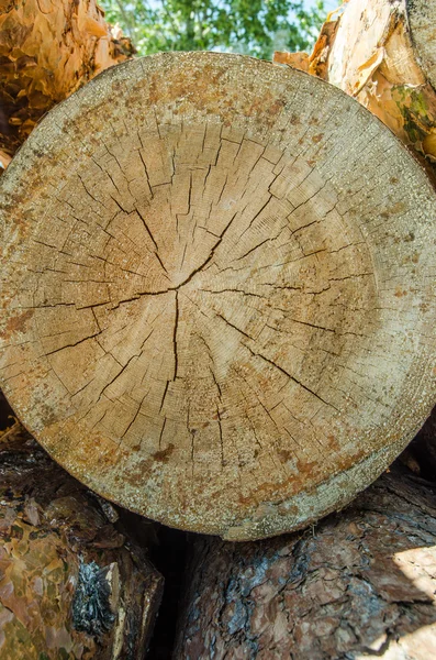 Baum im Schnitt — Stockfoto