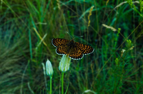 Schmetterling — Stockfoto