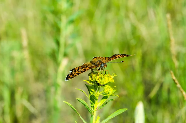 Schmetterling — Stockfoto