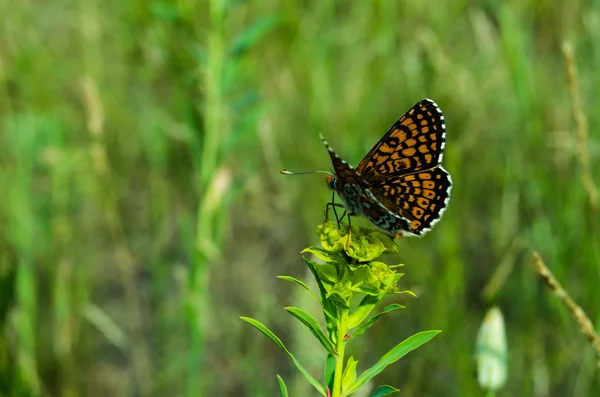 Schmetterling — Stockfoto