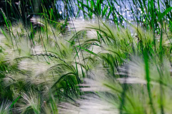 Reed on the lake — Stock Photo, Image