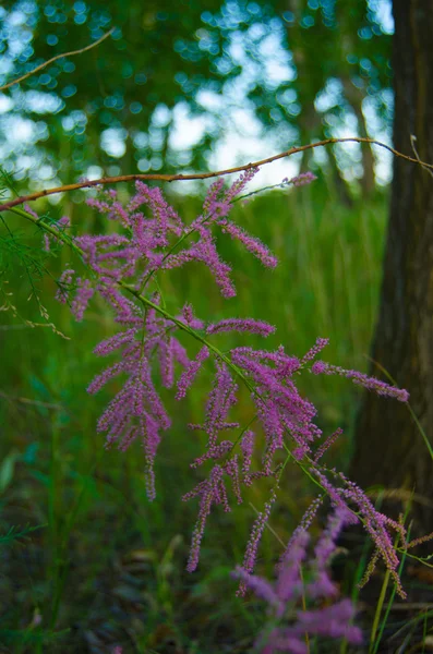 朵朵鲜花 — 图库照片