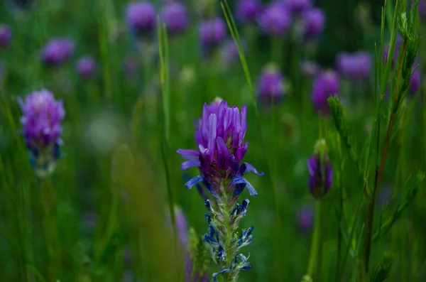 Blossoming flowers — Stock Photo, Image