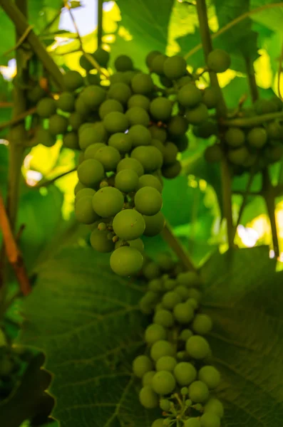 Druiven van de wijnstok — Stockfoto