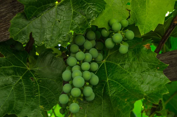 Uvas de videira — Fotografia de Stock