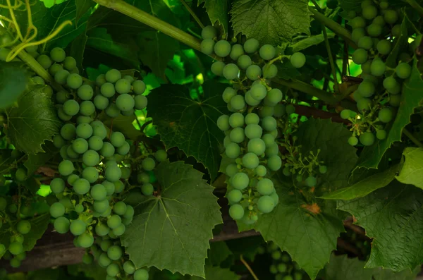 Uvas de videira — Fotografia de Stock