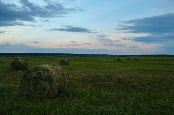 Копиці сіна — стокове фото