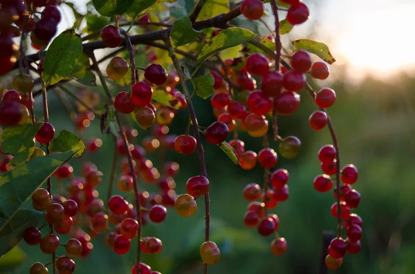 Berry — Stock Photo, Image