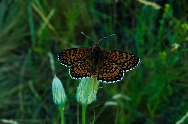 Schmetterling — Stockfoto