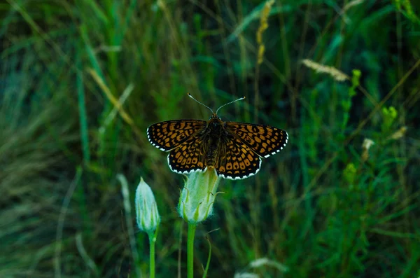 Schmetterling — Stockfoto