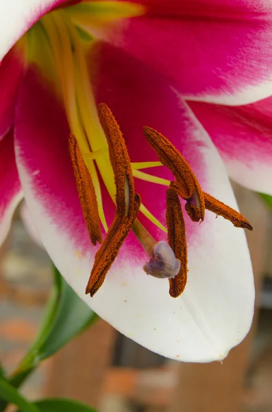 Flor — Fotografia de Stock