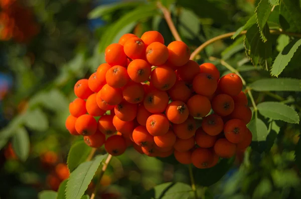 Rowan δέντρο — Φωτογραφία Αρχείου