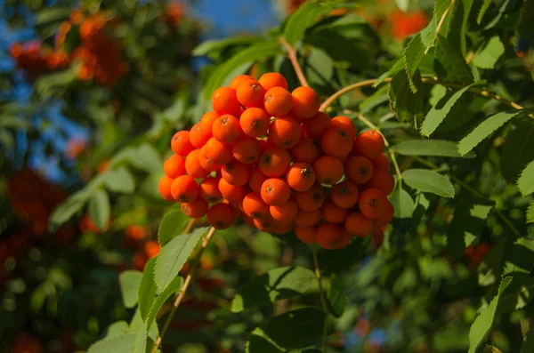 Rowan árbol —  Fotos de Stock