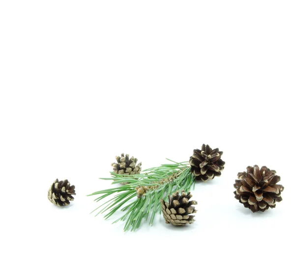 Pine — Stock Photo, Image