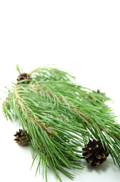 Pine Stock Image