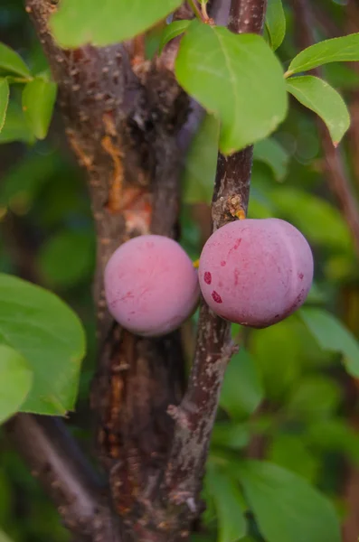 Plum — Stock Photo, Image