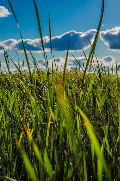 Reed... — Fotografia de Stock