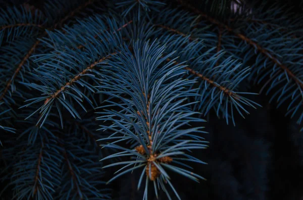 Abeto azul — Fotografia de Stock