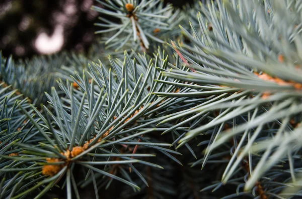 Blue spruce — Stock Photo, Image