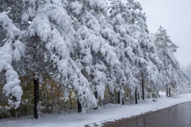 Winter landscape. Snow covered trees on background of road