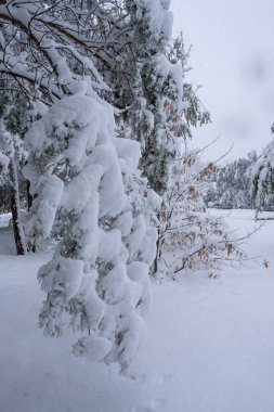 Karlı kış ormanı. Güzel kış manzarası