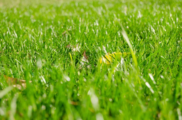 Green grass — Stock Photo, Image