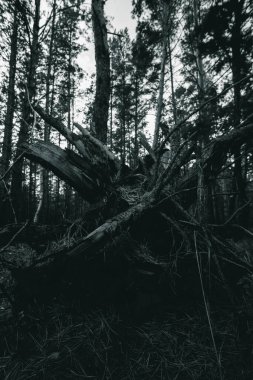 Kökler ormanda mistik bir konseptle devrildi.