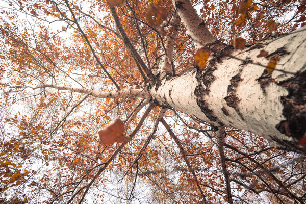 Trees in autumn forest with yellowed leaves, view from below