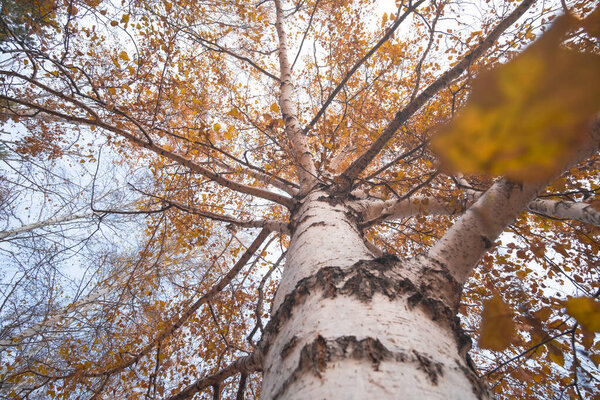 Birch with yellow leaves in an autumn forest view from below